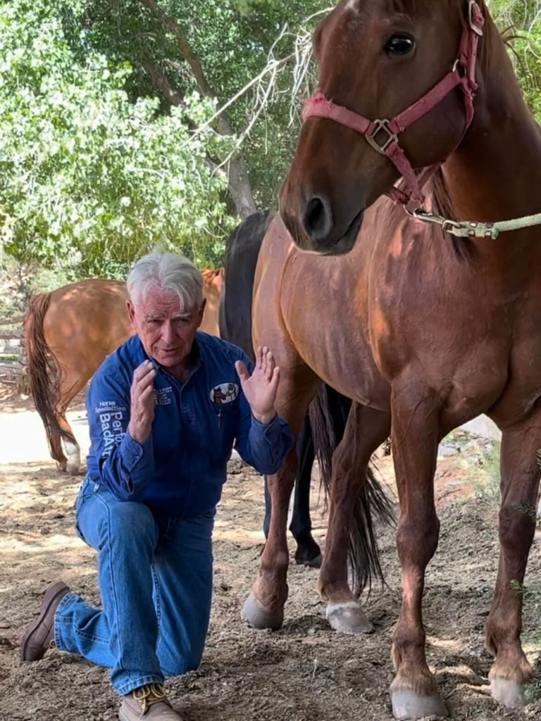 Geary Whiting's Equine Massage Academy - Equine Clinics