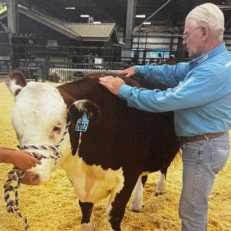 Geary Whiting's Equine Massage Academy - Cow Massage