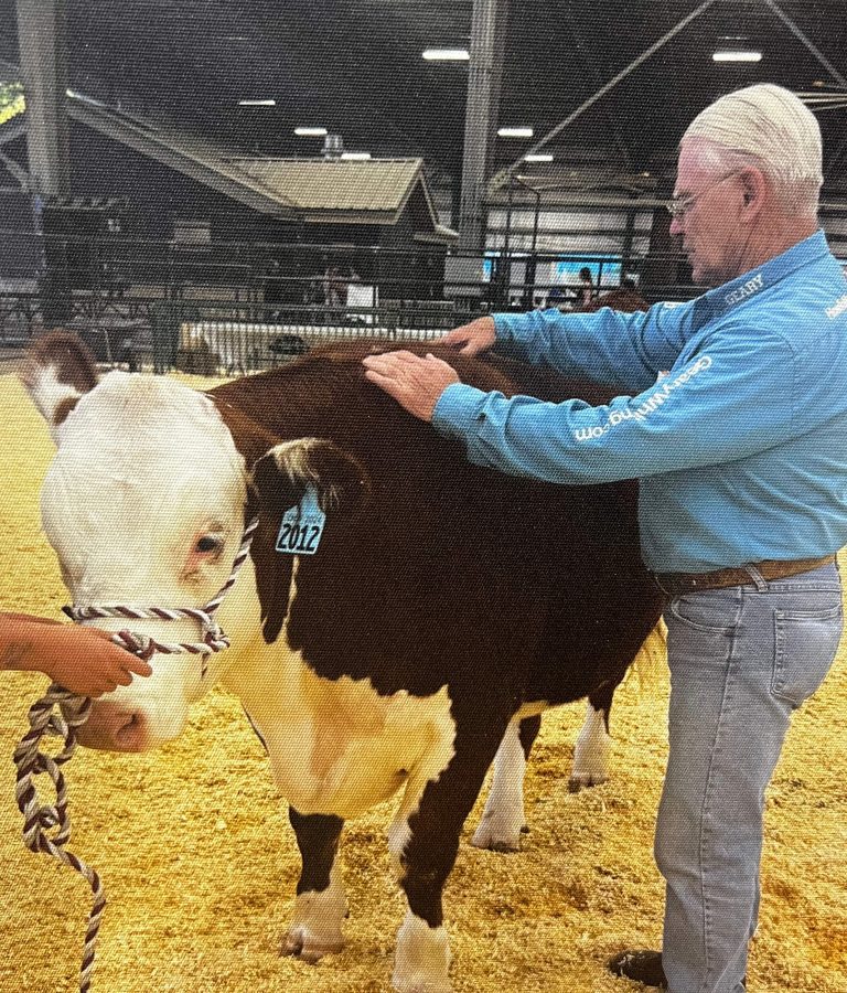 Geary Whiting's Equine Massage Academy - Cow Massage