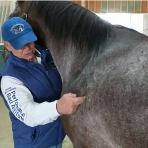 Geary Whiting's Equine Massage Academy - Holistic Health Horse Massage