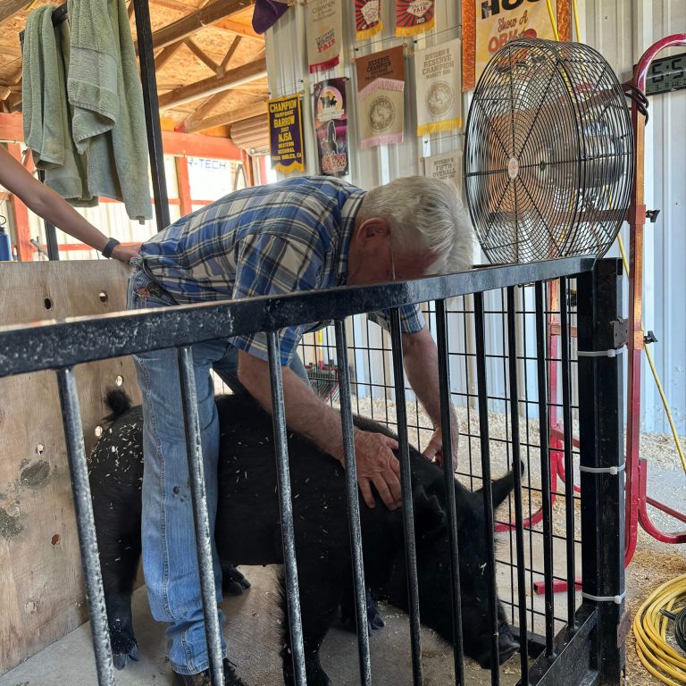 Geary Whiting's Equine Massage Academy - Pig Massage