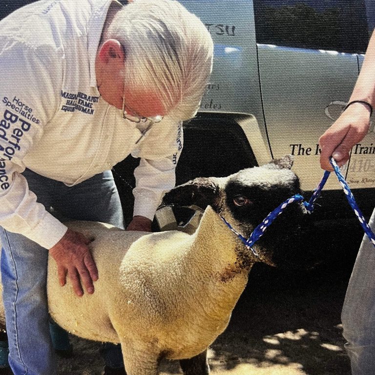Geary Whiting's Equine Massage Academy - Sheep Massage