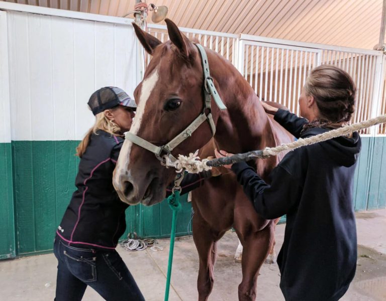 Geary Whiting's Equine Massage School - In-Person Academy in Paso Robles, California, USA