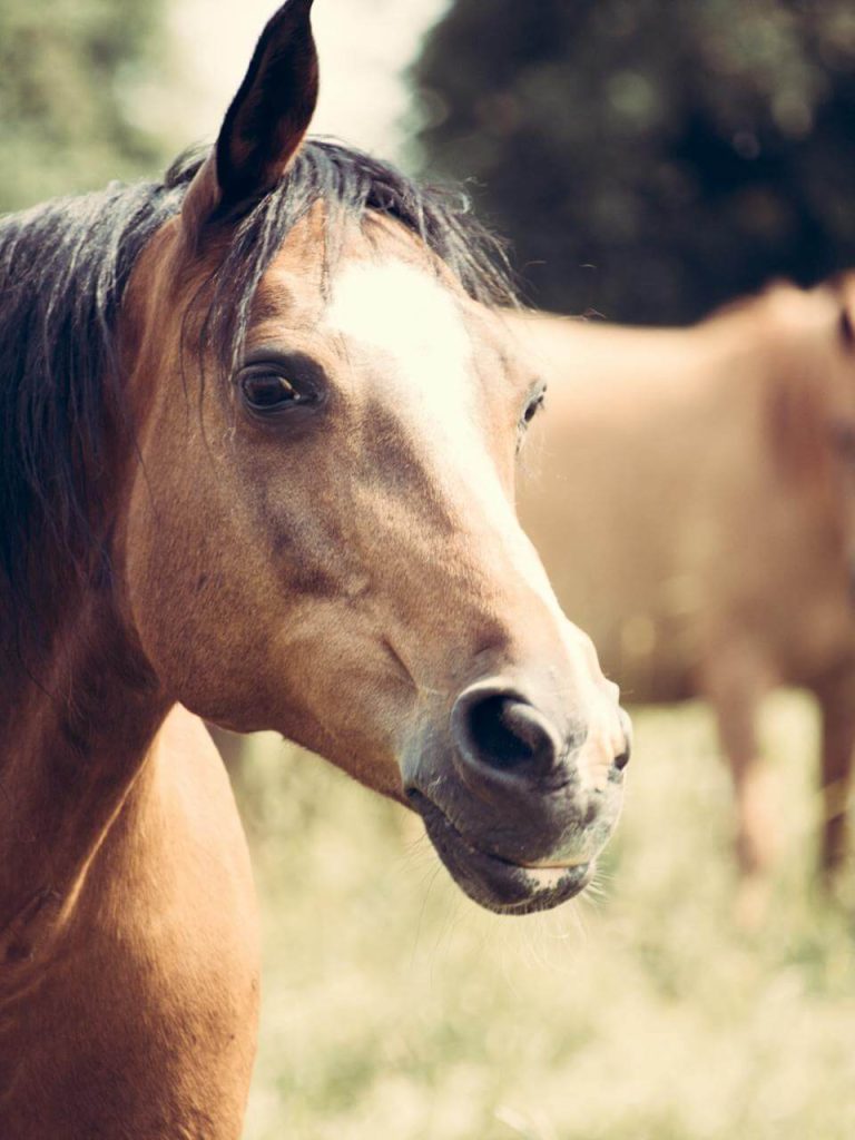 equine massage academy california usa
