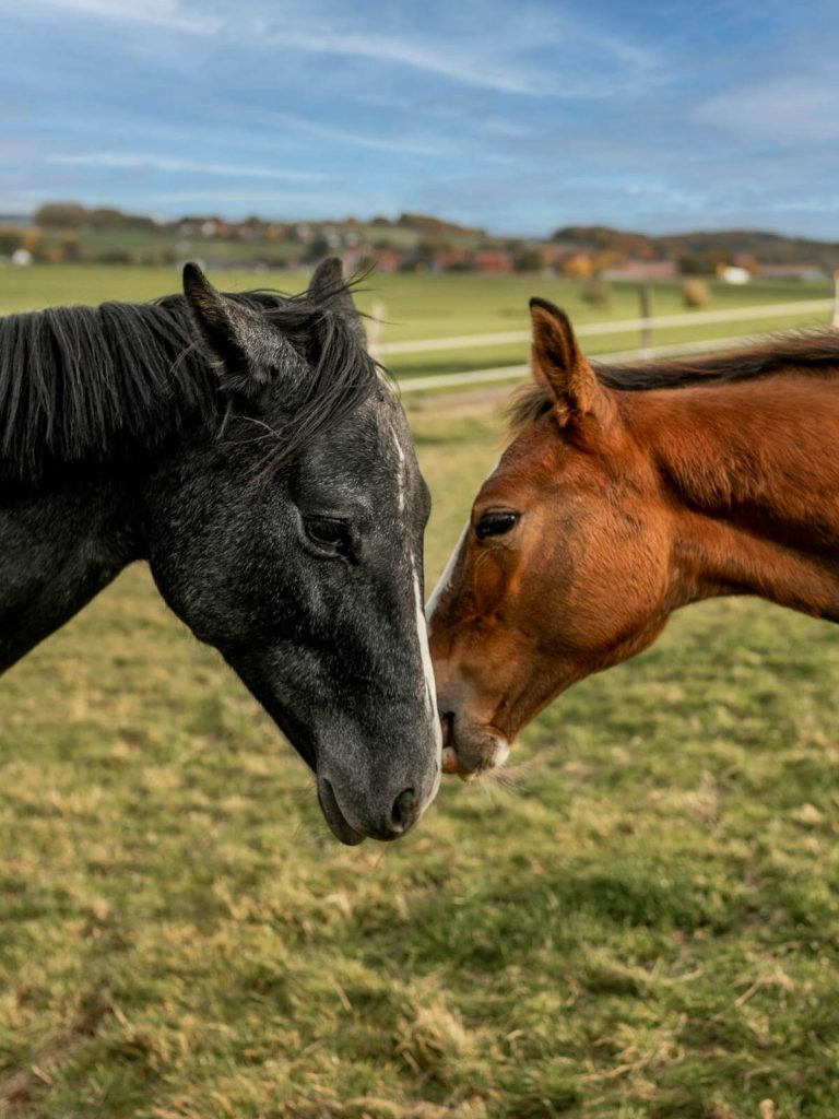 equine massage academy california west united states