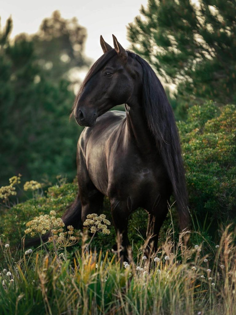equine massage academy paso robles ca