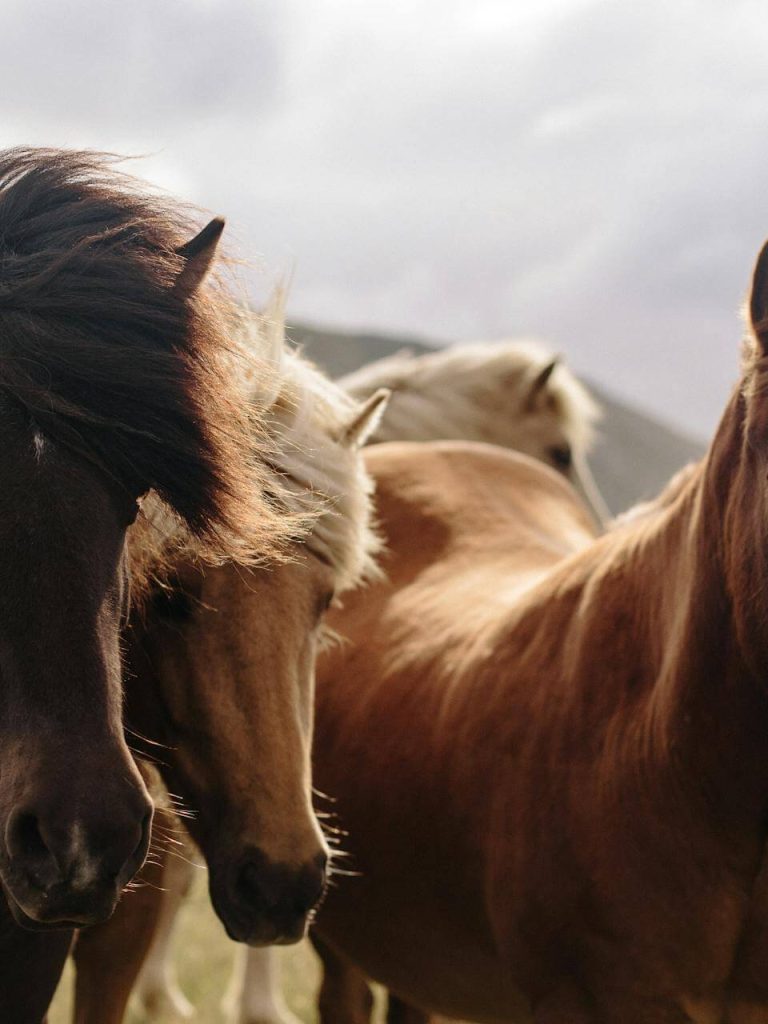 equine massage academy paso robles california